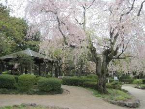 枝垂桜と東屋